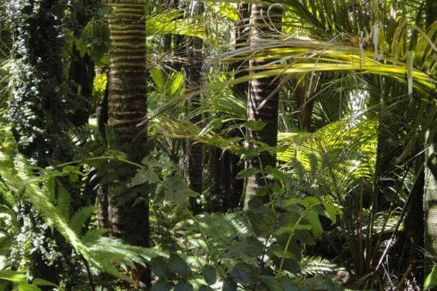 Una nueva especie de árbol fue descubierta en la Amazonía