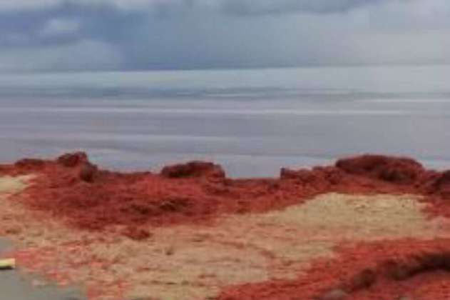 Algas rojas invaden las playas de Cartagena