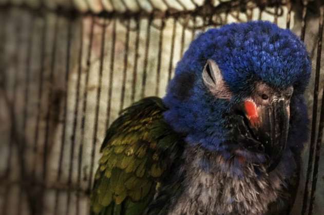 Incautan 24 aves silvestres en el occidente de Bogotá que serían comercializadas ilegalmente