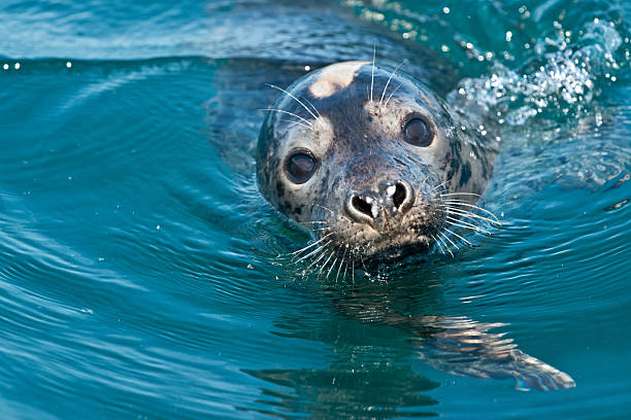 Científicos estudian un brote de gripe aviar en focas de Estados Unidos