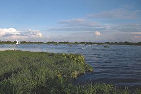 La tutela que busca proteger manglares y a 26 mil personas en Magangué