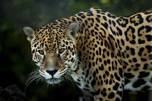 Lanzan estrategia para proteger al jaguar en 14 países (incluido Colombia)