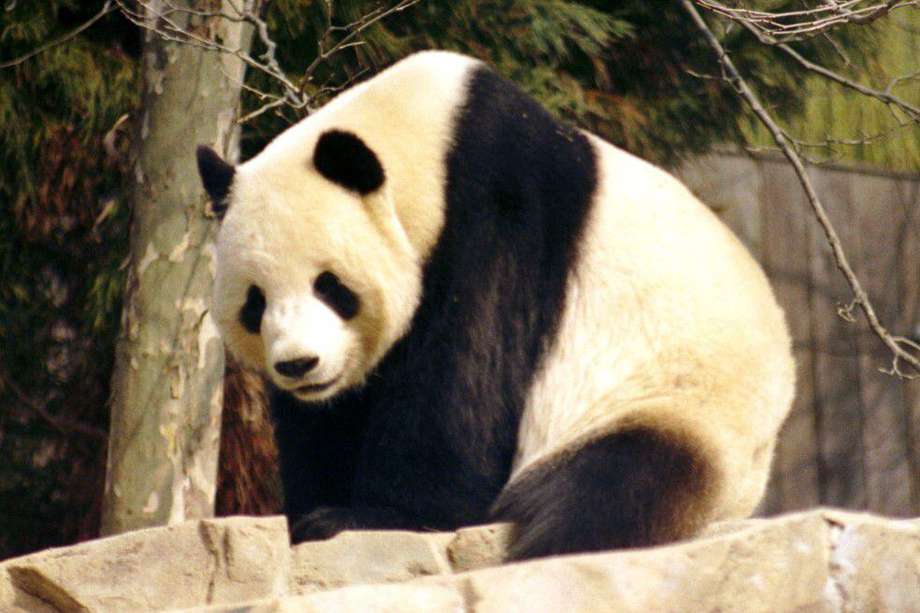 Según los investigadores, el entierro con pandas estaría relacionado con demostrar riqueza y poder.