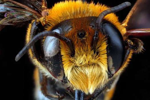 En Rumanía, las abejas ayudan a la medicina