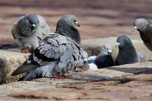 La ciudad que logró reducir la población de palomas con anticonceptivos 