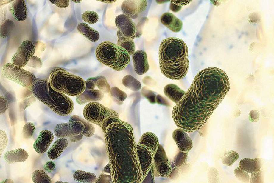 Representación gráfica de la "Acinetobacter baumannii", una bacteria resistente a la mayoría de los antibióticos.  / Getty Images