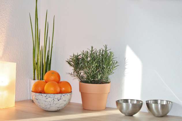 Tips para sembrar romero en tu casa y tenerlo siempre fresco y a la mano.