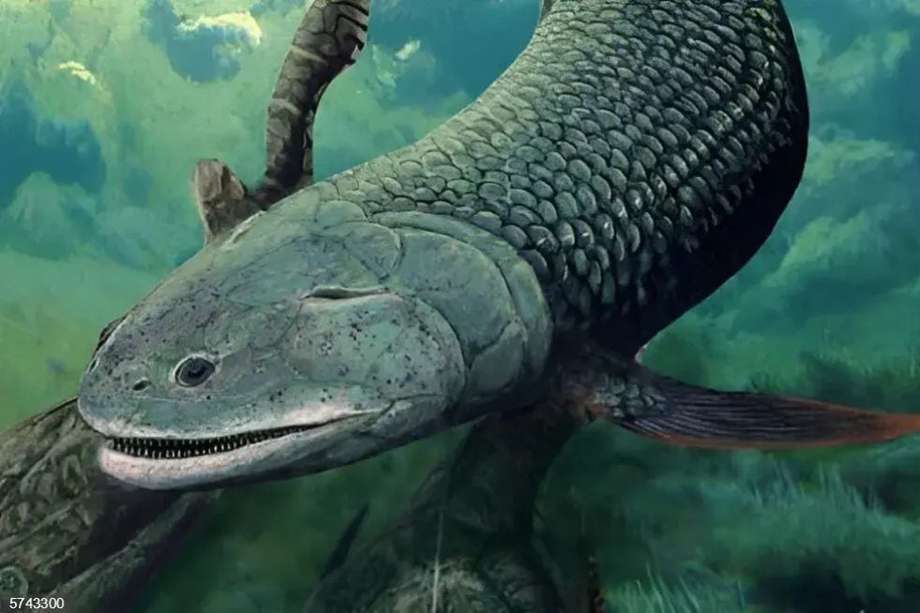 Esta es la reconstrucción de Harajicadectes zhumini, un pez con aletas lobuladas de 40 centímetros.