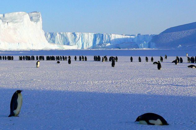 La fauna antártica está amenazada por patógenos dispersados por los humanos