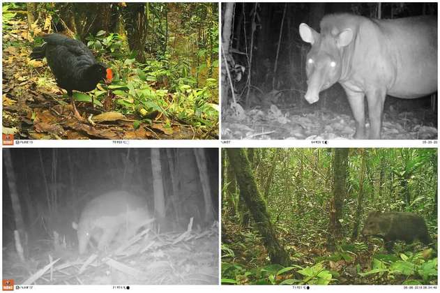 30 especies de fauna se dejan ver en el Parque Nacional Natural Río Puré gracias a cámaras trampa
