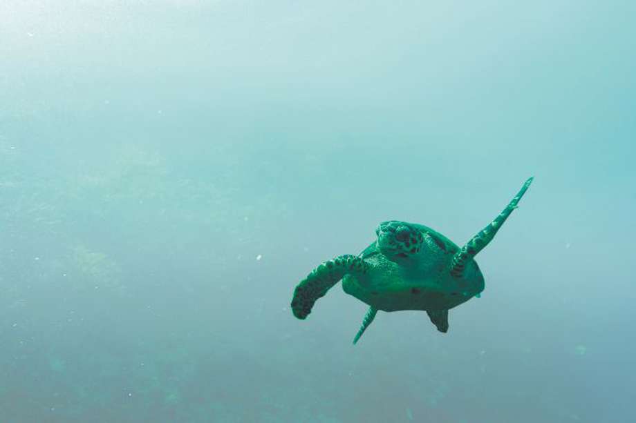 En Santa Marta existen más de 30 clubes de buceo en los que se pueden hacer prácticas recreativas o certificaciones de buzo.  / Cortesía