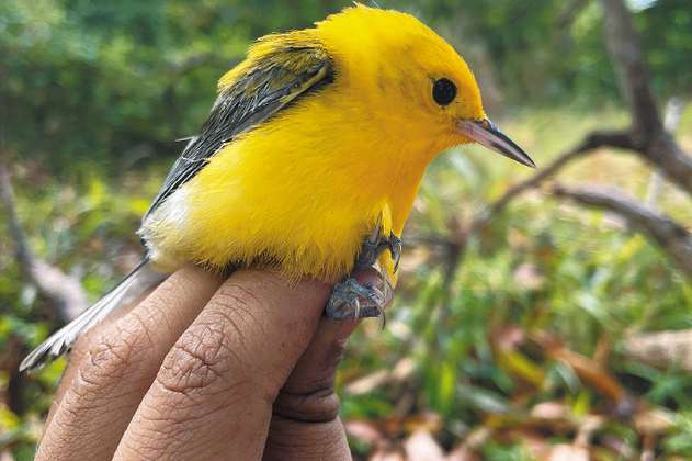 Encuentran aves en Colombia con alta concentración de mercurio 