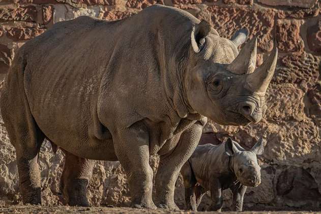 Buenas noticias: nace un rinoceronte negro oriental en peligro crítico de extinción