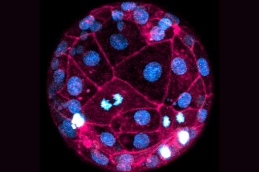Un embrión humano vivo fotografiado con colorantes fluorescentes.