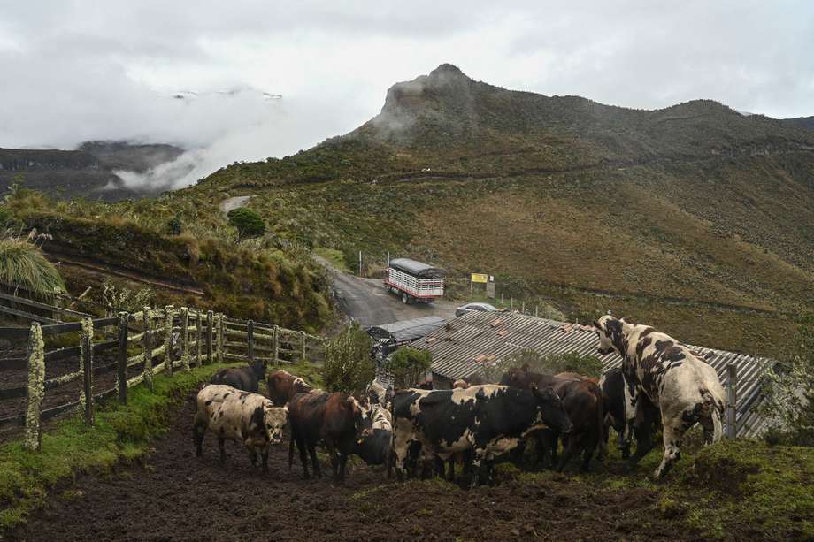Algunas vacas en Murillo (Tolima). El ICA estima que en las zonas de riesgo de los cuatro departamentos hay alrededor de 65.000 animales.