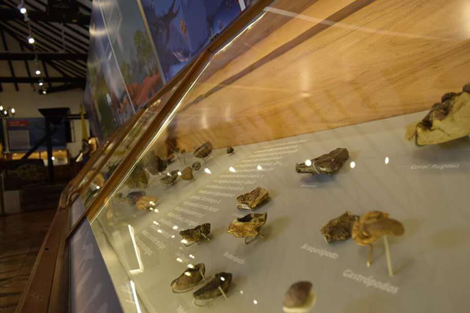 Museo Paleontológico de Villa de Leyva.