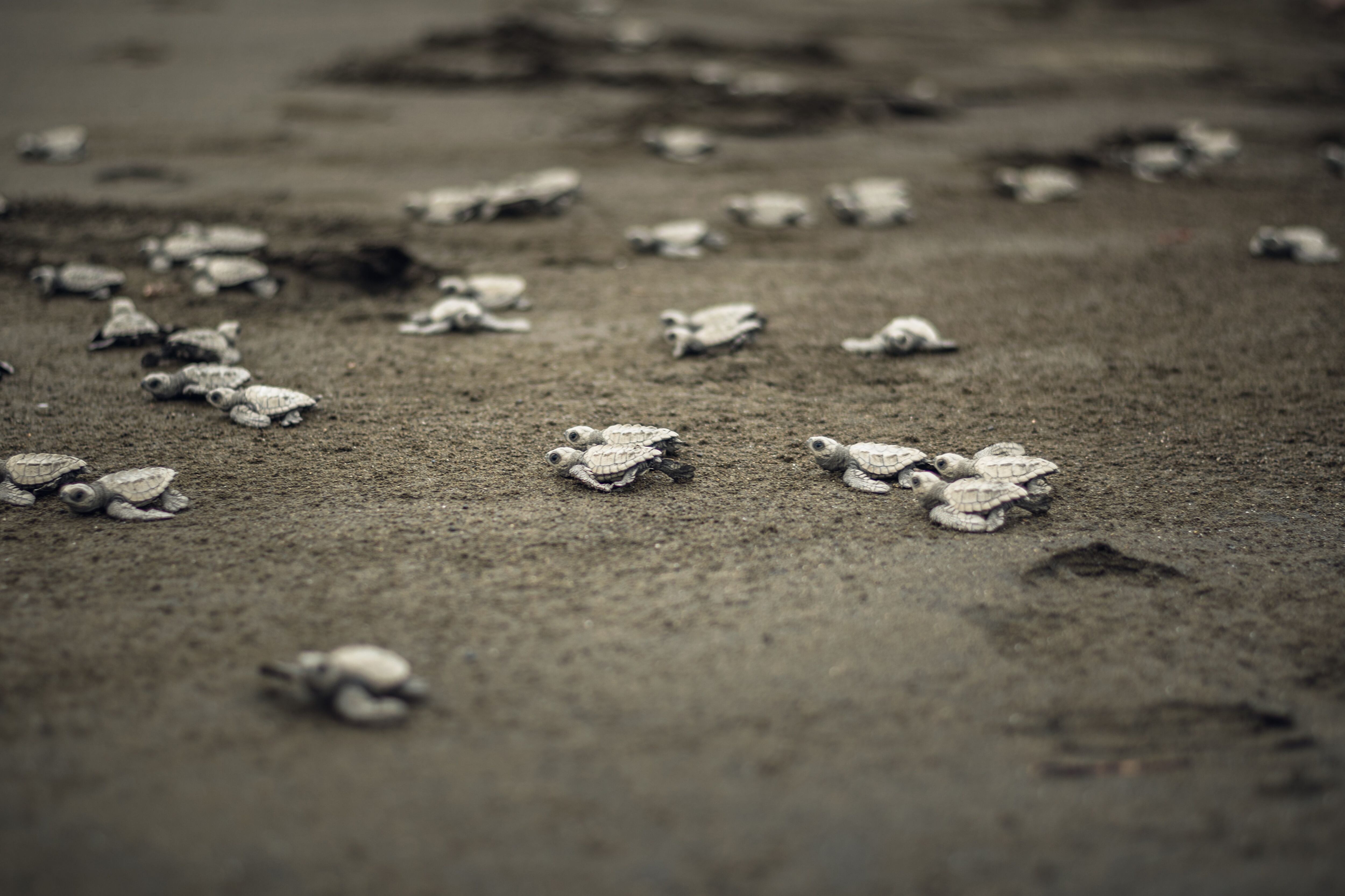 Manejo de tortugas marinas en Bahía Solano: de la conservación al turismo  no regulado | EL ESPECTADOR