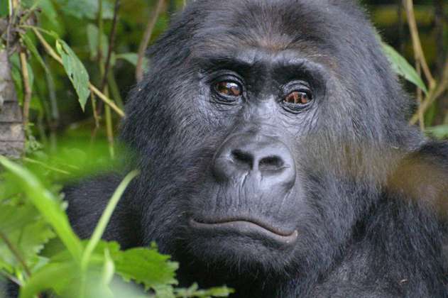La famosa gorila Ndakasi muere en brazos de su cuidador