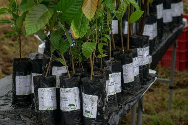 Las dudas sobre promesa de sembrar 180 millones de árboles en Colombia