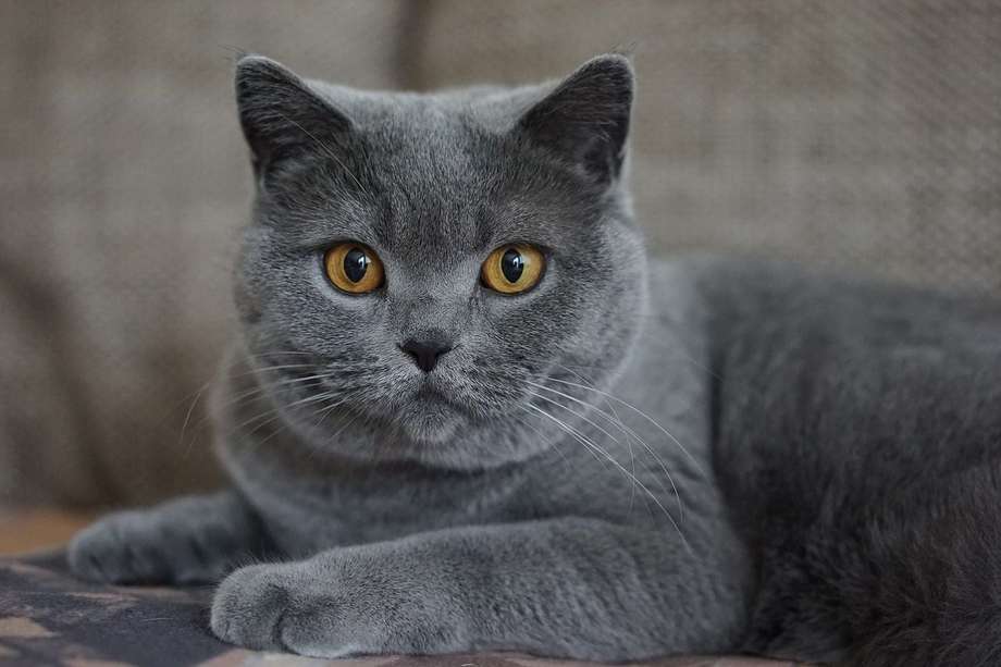 Los gatos grises se caracterizan por tener una personalidad que puede ir desde amigable hasta esquiva con los humanos. 