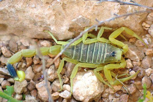 Escorpión amarillo gigante de Israel / Wikipedia