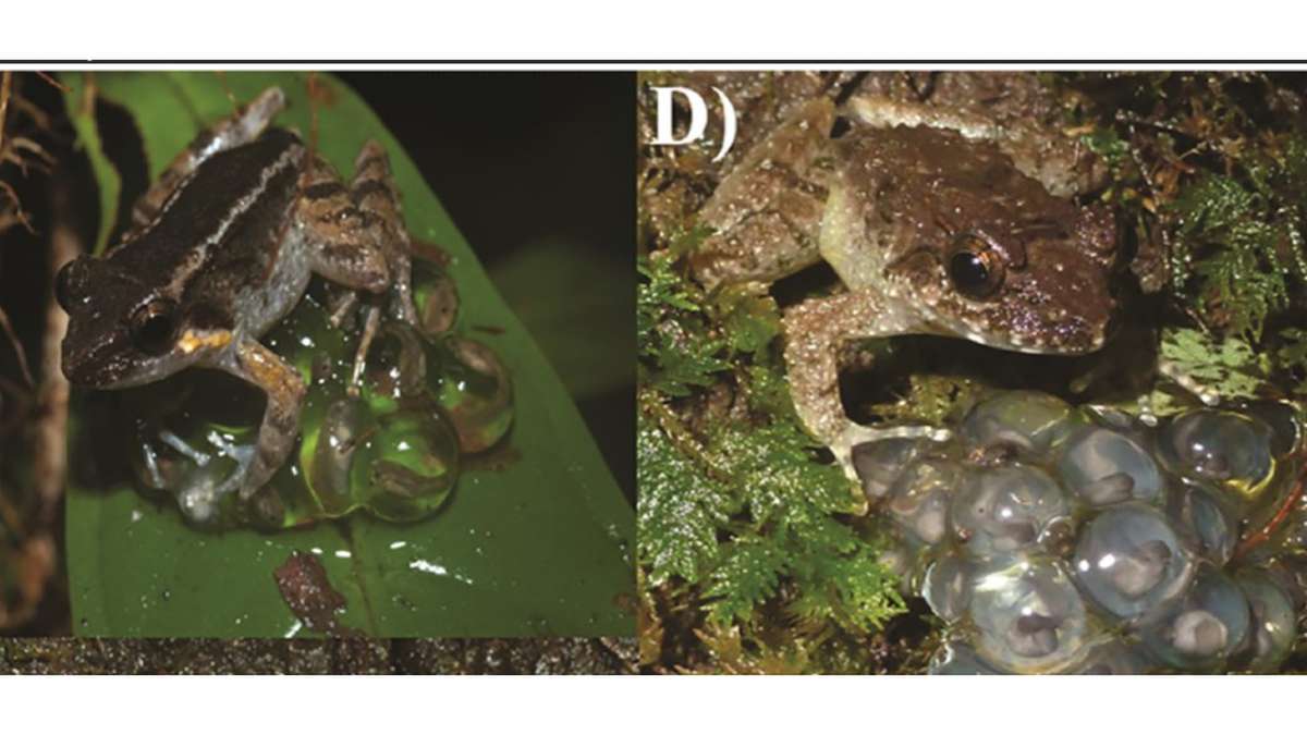 They have found a new species of fanged frog that will be the smallest in the world