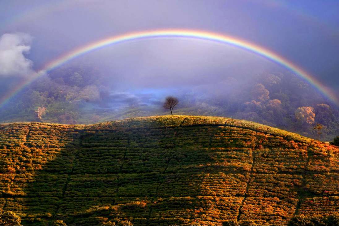 Arcoiris brumoso de Dani Agus Purnomo retrata a un arco iris sobre los campos de té, en Indonesia.