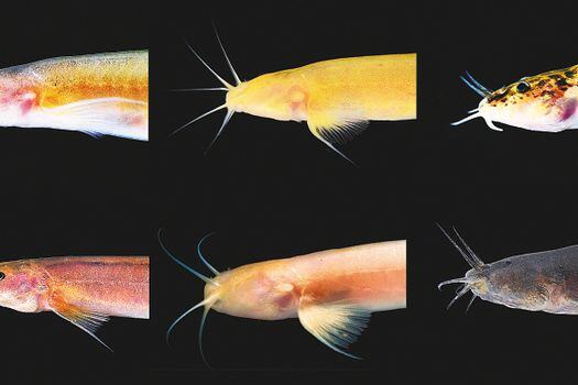 La adaptación de los peces a entornos hostiles, como las cuevas, genera una pérdida de pigmentación en la piel y carencia de ojos. / Foto: Felipe Villegas - Instituto Humboldt