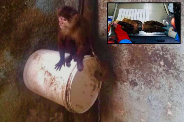 Liberan de sus cadenas a mono capuchino en Bogotá