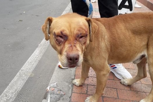 El perro fue encontrado encerrado y con heridas en su rostro sin tratar.