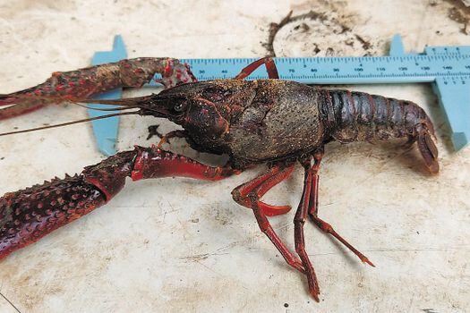 El cangrejo rojo americano tiene un tamaño promedio en adultos de 12 cm, aunque hay registros de hasta 20 cm.  / Ada Acevedo-Alonso