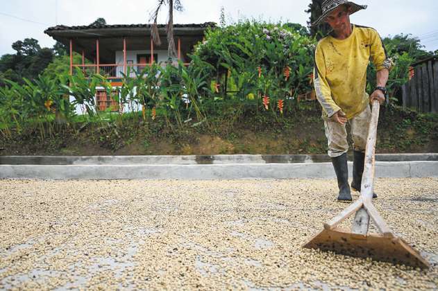 Las medidas para proteger la comercialización del café de los efectos de El Niño