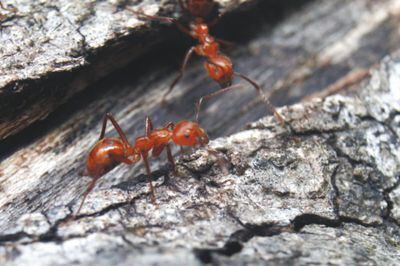 Hay más de 500 especies de hormigas por fuera de sus hábitats, ¿debería preocuparnos?