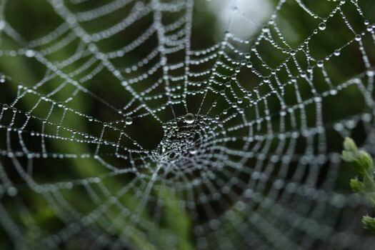 La supercontracción se refiere a un acortamiento de hasta el 50 % de la longitud inicial que sufre la fibra de araña cuando se sumerge en agua o se encuentra en un ambiente con una elevada humedad relativa. / Pixabay