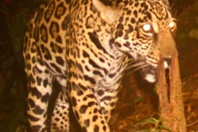 Cámaras trampa captaron a dos pumas y un jaguar en zona boscosa de Buenaventura