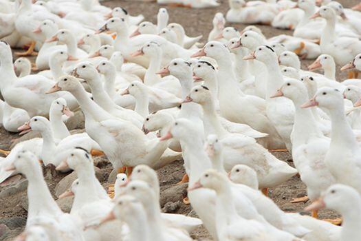 Los autores del estudio recolectaron más de 37.900 muestras genéticas de pollos y más de 15.900 muestras de patos.  / Wikimedia Commons