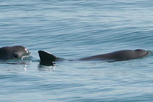 Fotografía de la vaquita marina.  / Wikimedia - Creative Commons - NOAA