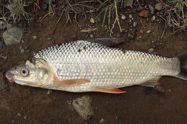 Glifosato es tóxico para los peces nativos de Colombia