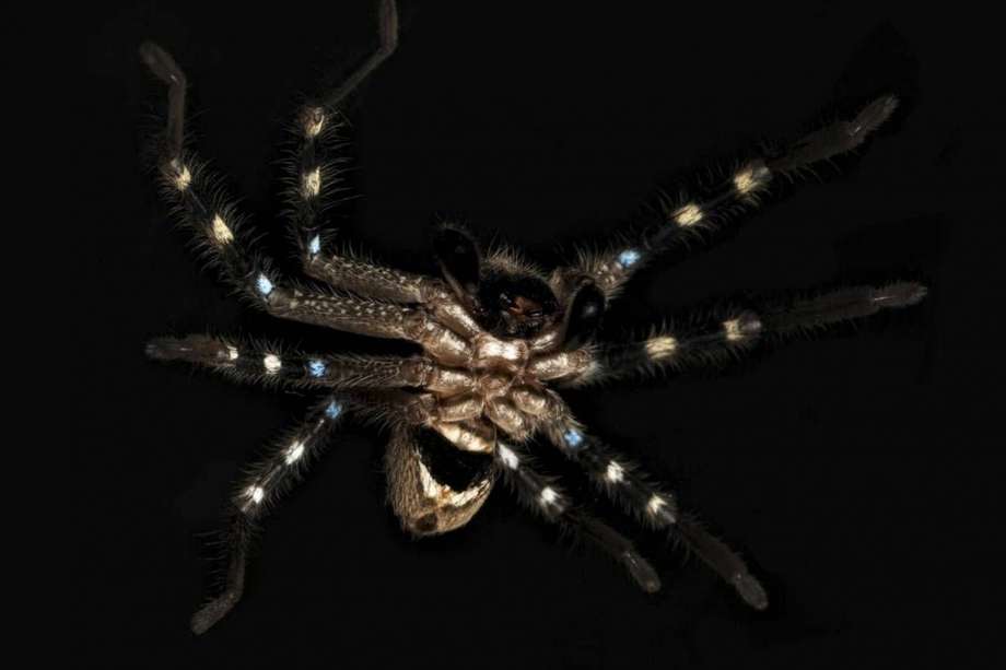 La araña 'cazador guerrero' pertenece a la familia de los esparásidos.