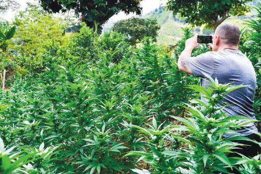 Este es un cultivo de marihuana en lo más alto de las montañas de Corinto. / David Schwarz