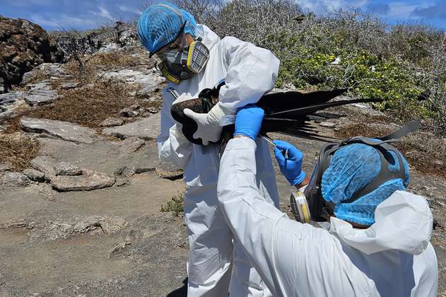Reportan casos de gripe aviar en las Islas Galápagos