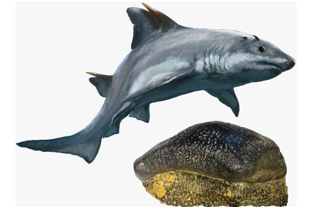 Encuentran en Colombia fósil del tiburón dientes planos, el primer registro en América