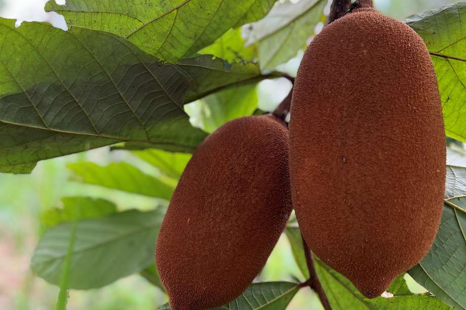 Copoazú es un árbol de fruta tropical que se encuentra en la cuenca amazónica de Brasil, Colombia, Perú y Ecuador.