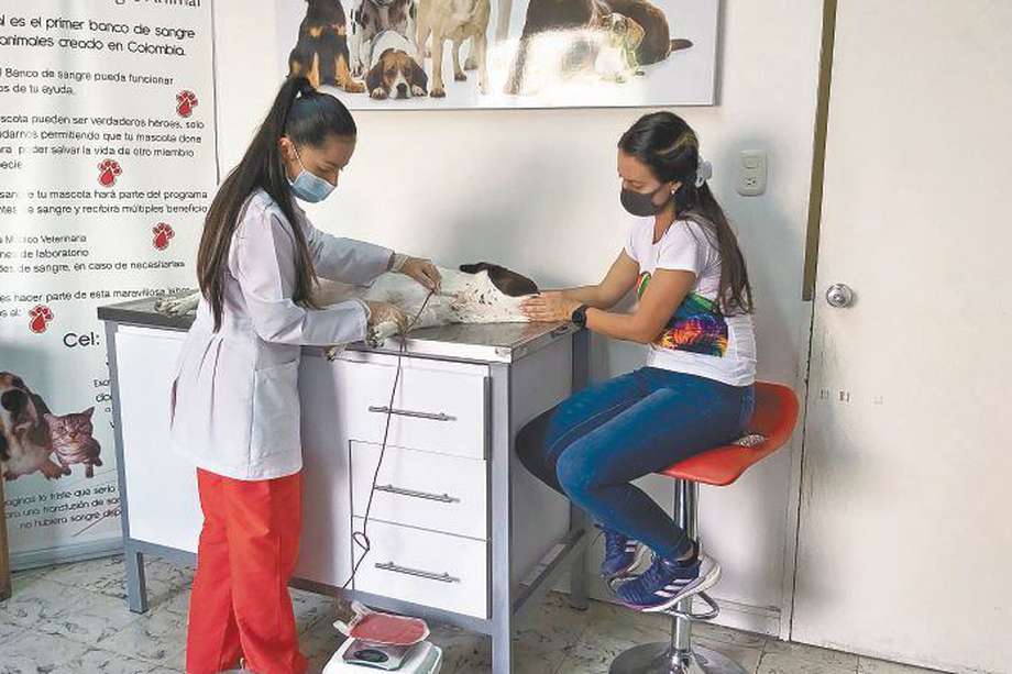 Una mascota realiza el procedimiento de donación en Hemovital, uno de los pocos bancos de este tipo que existen en Colombia.  / Cortesía Dálida García Urquijo