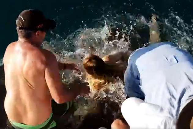 Tiburón da un gran susto a una mujer que intentaba darle de comer
