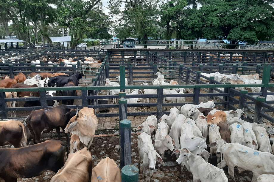 En los corrales del complejo ganadero de Catama en Villavicencio se compra y vende la mayor parte del ganado que es sacrificado en el Frigorífico de Oriente- Frigoriente, y que es comercializado en Bogotá y Villavicencio.