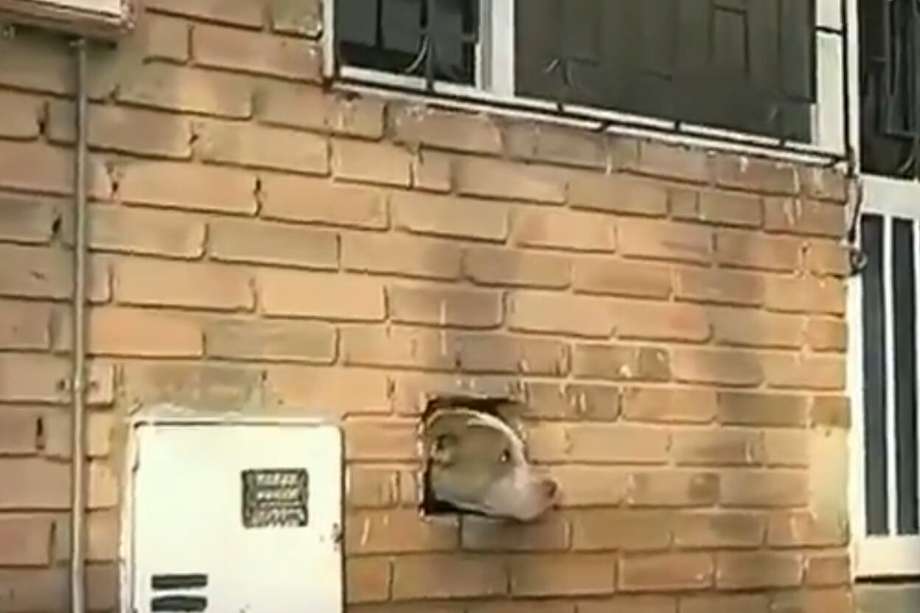 Vecinos alimentan por un hueco a perro abandonado en una vivienda de Bogotá