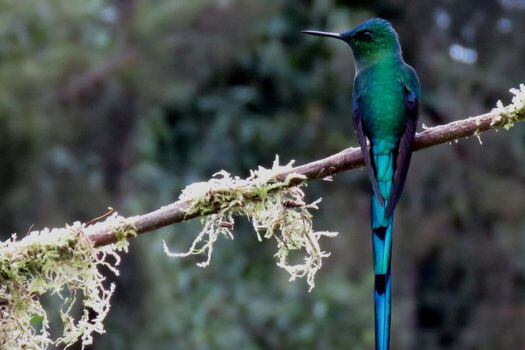 Según el Sistema de Información sobre Biodiversidad de Colombia - SIB actualmente el país cuenta con más de 1999 especies de aves, de las cuales 82 son endémicas o únicas y 158 hacen presencia en su ruta migratoria,  posicionando al país  como el más diverso en aves del mundo