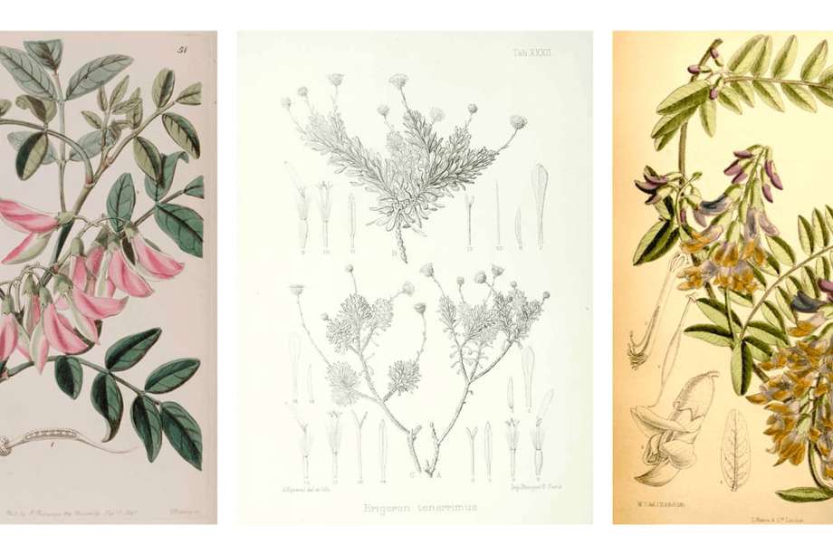 Ilustraciones botánicas de especies de plantas extintas. De izquierda a derecha: Streblorrhiza speciosa, Tetramolopium tenerrimum y Vicia dennesiana. / CSIC
