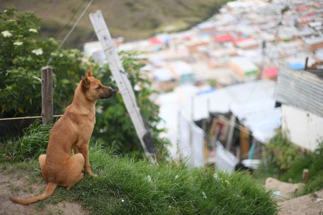 Ciudad Bolívar: comunidad encuentra 15 perros sin vida en medio de basura 